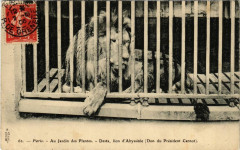 Paris 5e Au Jardin des Plantes. desta Lion d'Abyssinie -
																					75005 Paris 5e
																			