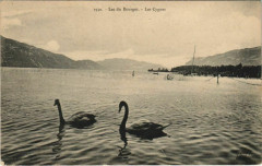Lac du Bourget - Les Cygnes