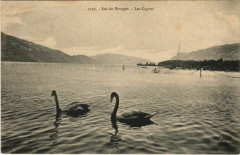 Lac du Bourget - Les Cygnes