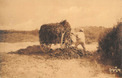 Chargement Du Varech Ramasse A La Cote -
													17 Charente Maritime
												
