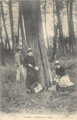 Landes Cueillette De La Resine