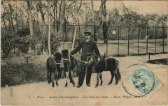 Jardin d'Acclimatation - Les Chevaux nains - Bijou, Prince, Idéal à Neuilly-sur-Seine