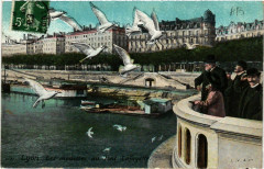Lyon Les Mouettes au Pont Lafayette à Lyon