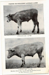 Lyon-Farine de Nucleine Lavocat à Lyon