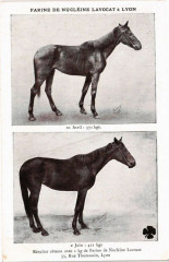 Lyon-Farine de Nucleine Lavocat à Lyon