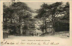 Paris ed. B.F. jardin des Plantes Cedres