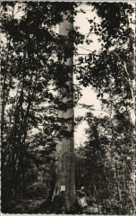 Foret de Troncais - La Chene Jacques Chevalier -
													03 Allier
												
