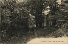Molesmes Allee des vieux ormes France
