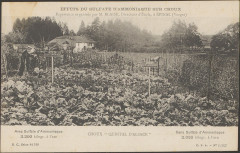 Carte postale, Effet du sulfate d'ammoniaque sur choux