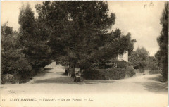 Saint-Raphael Valescure-Un pin Parasol