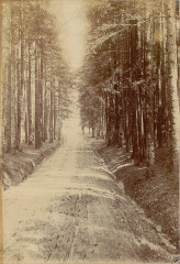 Carte postale, Sentier en forêt dans les Vosges