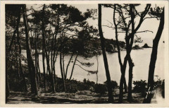 Ile de Brehat Les pins, la mer France