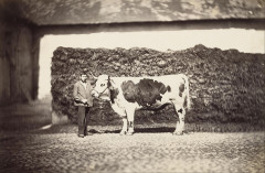 Adolphe Braun - (Prize Bull) - Google Art Project -
													France
												