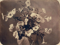Adolphe Braun - Flower study -
													France
												