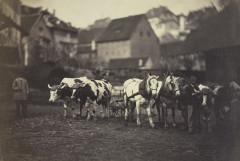 Adolphe Braun - Untitled (Farm Animals) - 1991.162 - Cleveland Museum of Art -
													France
												