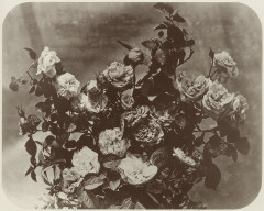 Braun, Adolphe - Rosen (Zeno Fotografie)