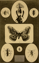 Annales de la Société des sciences naturelles de la Charente-Maritime (1893) (17581832283) -
													France
												