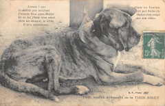 Tom Ancien Defenseur De La Tour Biret -
													92 Hauts de Seine
												