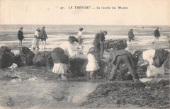 Le Treport La Recolte Des Moules -
													76 Seine Maritime
												