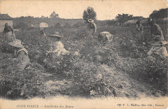 Cote D'Azur Cueillette Des Roses / Agriculture