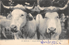 En Morvan Boeufs Atteles / Agriculture