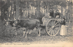 Landes Dans La Foret Mise En Barrique De La Resine - Agriculture