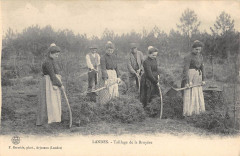 Landes Taillage De La Bruyere / Agriculture