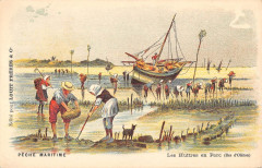 Peche Maritime Les Huitres En Parc Iles D'Oleron