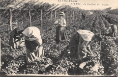 Hyeres La Cueillette Des Violettes / Agriculture