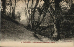 Carolles Sous Bois dans la Vallée des Permires à Carolles