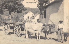 Les Pyrenees Un Attelage Des Pyrenees  - Agriculture
