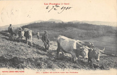 Les Pyrenees Scene De Labour Dans Les Pyrenees / Agriculture