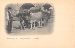 Pays Basque Attelage De Boeufs