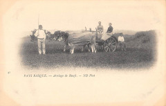 Pays Basque Attelage Du Pays - Agriculture