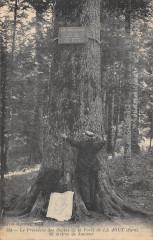 Le President Des Sapins De La Foret De La Joux Jura - Arbre