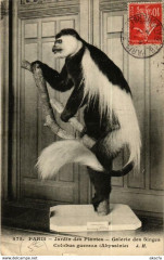 Paris (5e) Jardin des Plantes. Galerie des Singes. Colobus guereza à Paris 5e