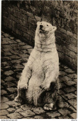 Paris (5e) Jardin des Plantes. Fosse aux Ours. Martin l'ours blanc à Paris 5e
