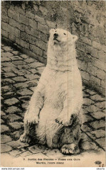 Paris (5e) Jardin des Plantes. Fosse aux Ours. Martin l'ours blanc à Paris 5e
