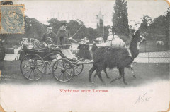 Carte postale ancienne La Voiture aux Lamas - Jardin Zoologique d'Acclimatation de Paris
                                                                     à Neuilly-sur-Seine
                                