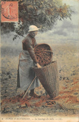 Types D'Auvergne Le Gaulage Des Noix