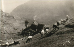 Terroir Pyreneen - Paturage en Haute Montagne à Mont
