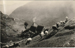 Terroir Pyreneen - Paturage en Haute Montagne à Mont