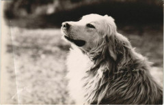 Terroir Pyreneen - Chien des Pyrenees