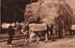 Terroir Pyreneen - Un Attelage Paysan -
													64 Pyrénées Atlantiques
												