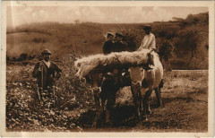 Types Basques - Le Bouvier Basque - Son Attelage et ses Enfants