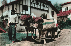 Le Pays Basque - Attelage de Boeufs