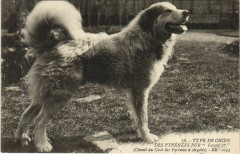 Type de Chien - Des Pyrenees Pur Gazost 1er
