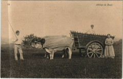 Attelage de Boeufs