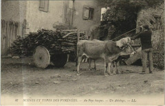 Scenes et Types des Pyrenees - Au Pays Basque - Un Attelage