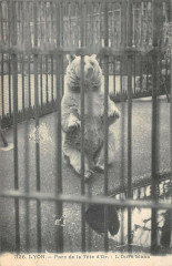 Lyon Parc De La Tete D'Or Ours Blanc à Lyon